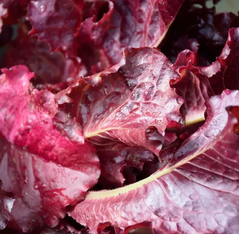 Red Leaf Lettuce Seeds - High Yielding Heirloom Non-GMO Annual Vegetable - Image 1