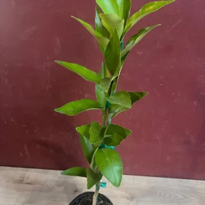 Red Lime Tree Live Plant - Grafted Citrus in 1/2 Gallon Pot, Fruit Bearing - Image 2