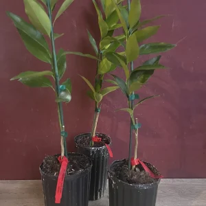 Red Lime Tree Live Plant - Grafted Citrus in 1/2 Gallon Pot, Fruit Bearing - Image 4