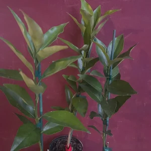 Red Lime Tree Live Plant - Grafted Citrus in 1/2 Gallon Pot, Fruit Bearing - Image 5