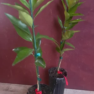 Red Lime Tree Live Plant - Grafted Citrus in 1/2 Gallon Pot, Fruit Bearing - Image 6