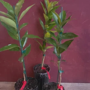 Red Lime Tree Live Plant - Grafted Citrus in 1/2 Gallon Pot, Fruit Bearing - Image 9