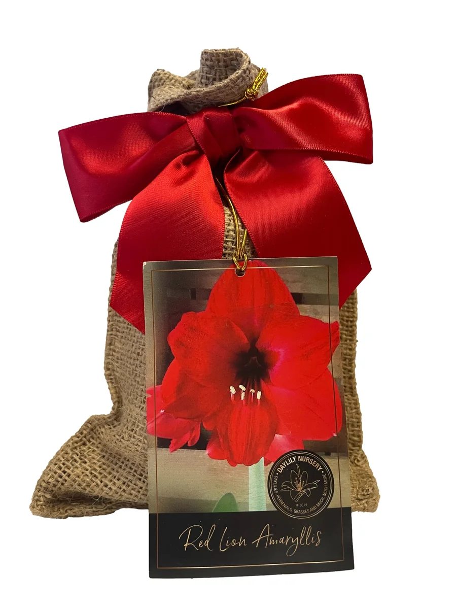 Red Lion Amaryllis Bulb – Easy to Grow Bulbs – Includes Growing Medium – 26-28 cm - Image 1