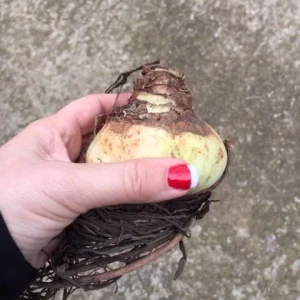 Red Lion Amaryllis Bulbs - Large Red Flower, Indoor/Outdoor, 20-24 Inches Tall - Image 4