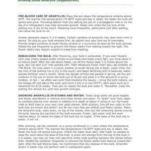 Red Lion Amaryllis Bulbs - Large Red Flower, Indoor/Outdoor, 20-24 Inches Tall - Image 6