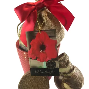 Red Lion Amaryllis Gift Growing Kit - Bulb, Ceramic Pot, Burlap Bag - Image 2