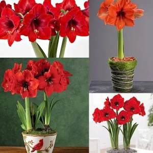Red Lion Amaryllis Kit - Indoor Bulb Plant - Deep Red Flowers - 20-24 Inches Tall - Image 2