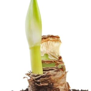 Red Lion Gold Ceramic Amaryllis Kit - Bulb, Vase, Planting Medium - Easy Indoor Bloom - Image 4