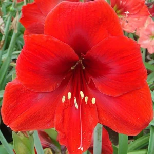 Red Lion Gold Splatter Waxed Amaryllis Bulb - Jumbo Holiday Blooms - Image 4