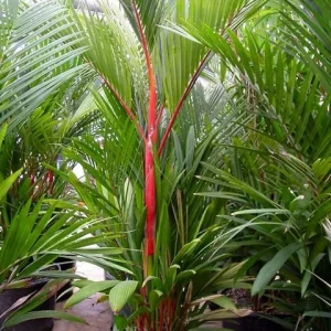 Red Lipstick Palm Live Plant Cyrtostachys Renda - 3 Gallon Pot Tropical - Image 1