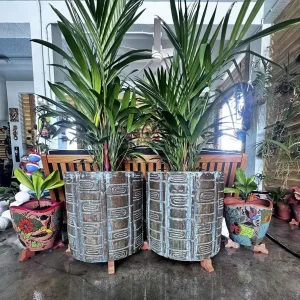 Red Lipstick Palm Live Plant Cyrtostachys Renda - 3 Gallon Pot Tropical - Image 5