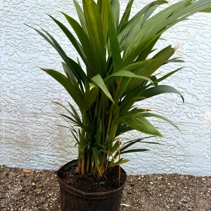 Red Lipstick Palm Live Plant Cyrtostachys Renda - 3 Gallon Pot Tropical - Image 7