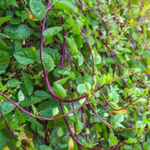 Red Malabar Spinach Seeds - 15 Count - Fast Growing Vine Vegetable - Image 1