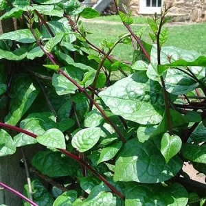 Red Malabar Spinach Seeds - Basella Rubra - Open Pollinated Heirloom Non-GMO - Image 2