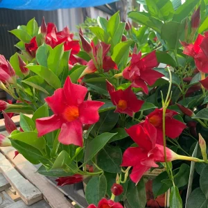 Red Mandevilla Live Plant 4" Pot - Flowering Tropical Vine Outdoor - Image 2