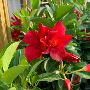 Red Mandevilla Live Plant 4" Pot - Flowering Tropical Vine Outdoor - Image 1