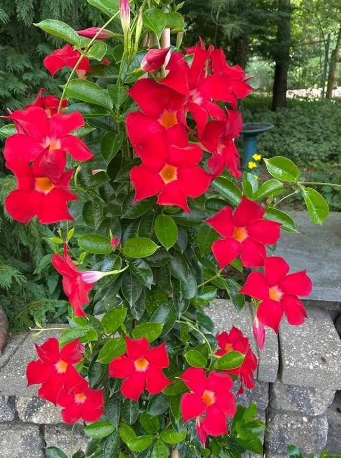 Red Mandevilla Live Plant Starter Set - 2 Vines, 4-6" Tall - Tropical Garden - Image 1