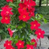 Red Mandevilla Live Plant Starter Set - 2 Vines, 4-6" Tall - Tropical Garden - Image 1