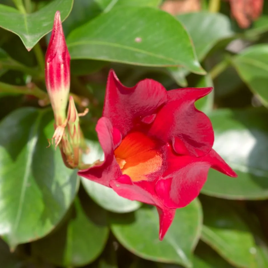 Red Mandevilla Live Plant Starter Set - 2 Vines, 4-6" Tall - Tropical Garden - Image 2