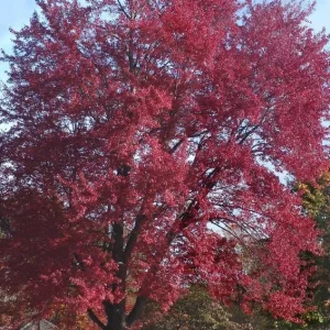 Red Maple Live Plant – Quart Pot – Fast-Growing Shade Tree – Acer rubrum - Image 10