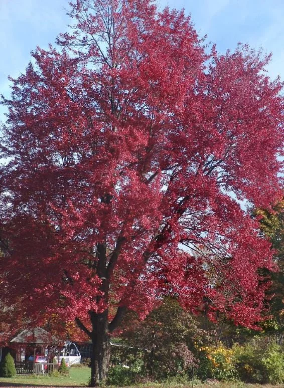 Red Maple Live Plant – Quart Pot – Fast-Growing Shade Tree – Acer rubrum - Image 10