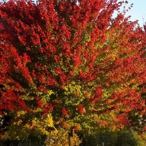 Red Maple Live Plant – Quart Pot – Fast-Growing Shade Tree – Acer rubrum - Image 2