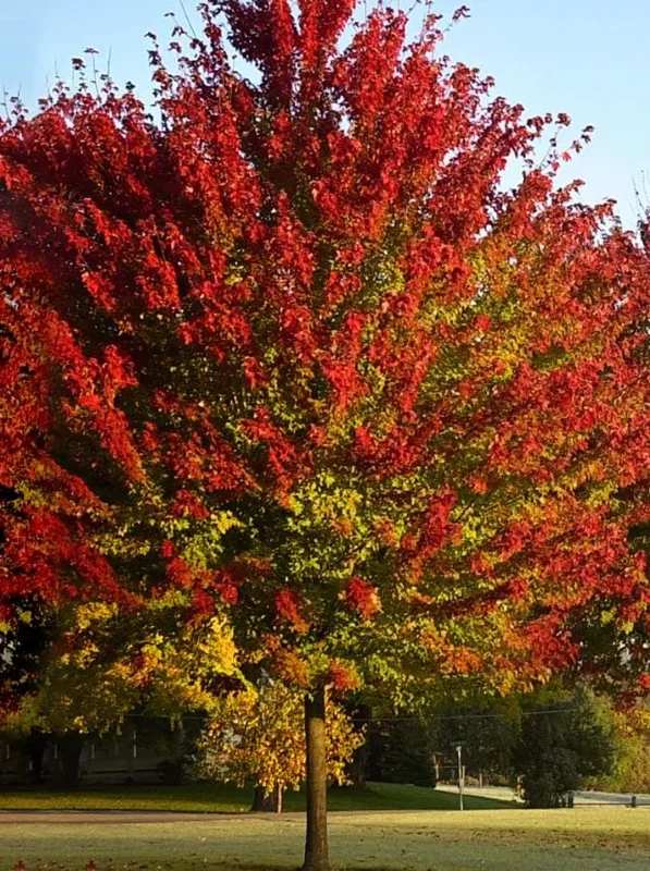 Red Maple Live Plant – Quart Pot – Fast-Growing Shade Tree – Acer rubrum - Image 2