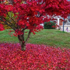 Red Maple Live Plant – Quart Pot – Fast-Growing Shade Tree – Acer rubrum - Image 3