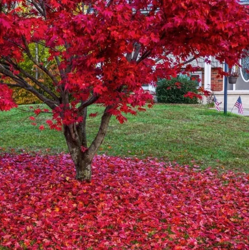 Red Maple Live Plant – Quart Pot – Fast-Growing Shade Tree – Acer rubrum - Image 3