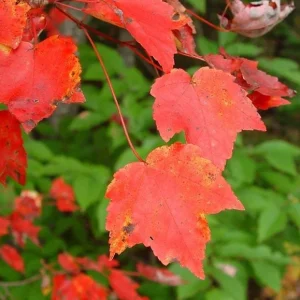 Red Maple Live Plant – Quart Pot – Fast-Growing Shade Tree – Acer rubrum - Image 4