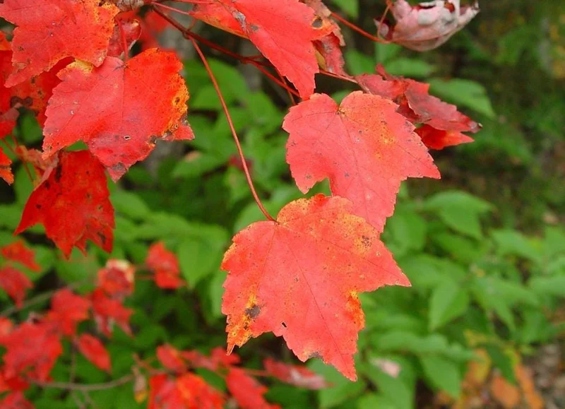 Red Maple Live Plant – Quart Pot – Fast-Growing Shade Tree – Acer rubrum - Image 4