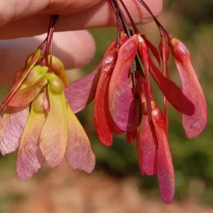 Red Maple Live Plant – Quart Pot – Fast-Growing Shade Tree – Acer rubrum - Image 5