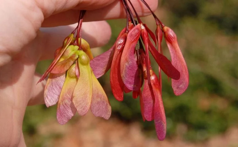 Red Maple Live Plant – Quart Pot – Fast-Growing Shade Tree – Acer rubrum - Image 5