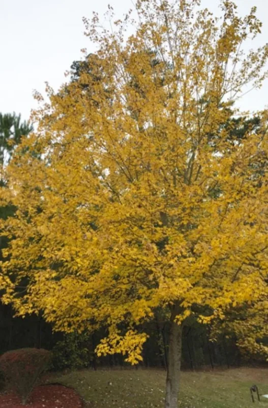 Red Maple Live Plant – Quart Pot – Fast-Growing Shade Tree – Acer rubrum - Image 6