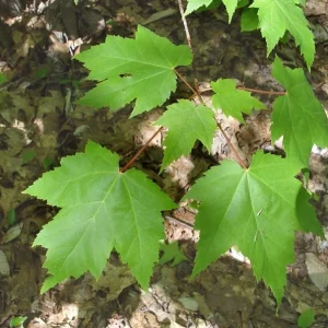 Red Maple Live Plant – Quart Pot – Fast-Growing Shade Tree – Acer rubrum - Image 7