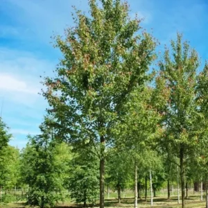 Red Maple Live Plant – Quart Pot – Fast-Growing Shade Tree – Acer rubrum - Image 8