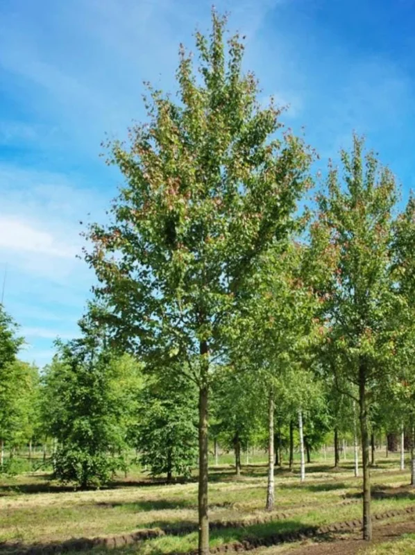 Red Maple Live Plant – Quart Pot – Fast-Growing Shade Tree – Acer rubrum - Image 8