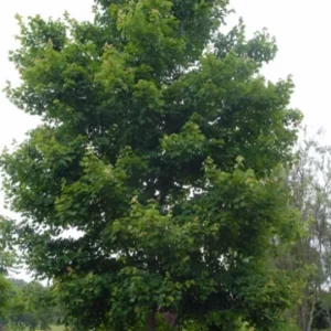 Red Maple Live Plant – Quart Pot – Fast-Growing Shade Tree – Acer rubrum - Image 9