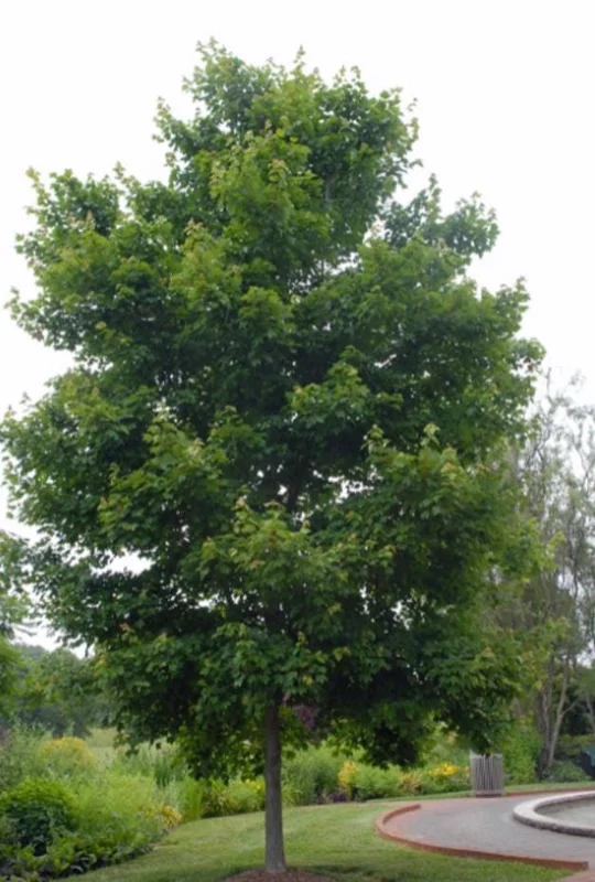 Red Maple Live Plant – Quart Pot – Fast-Growing Shade Tree – Acer rubrum - Image 9