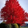Red Maple Live Plant – Quart Pot – Fast-Growing Shade Tree – Acer rubrum - Image 1