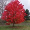 Red Maple 'October Glory' Live Bare Root Tree - 12+ Inches - Outdoor - Image 2