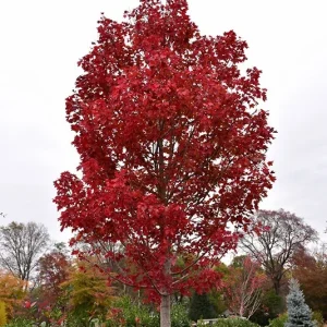 Red Maple 'October Glory' Live Bare Root Tree - 12+ Inches - Outdoor - Image 4