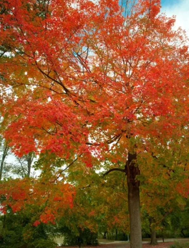 Red Maple Tree Live Plant – 1 Quart Pot, 6-12 in Tall, Deciduous Shade Tree - Image 10