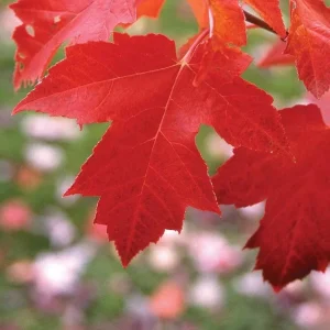 Red Maple Tree Live Plant – 1 Quart Pot, 6-12 in Tall, Deciduous Shade Tree - Image 2