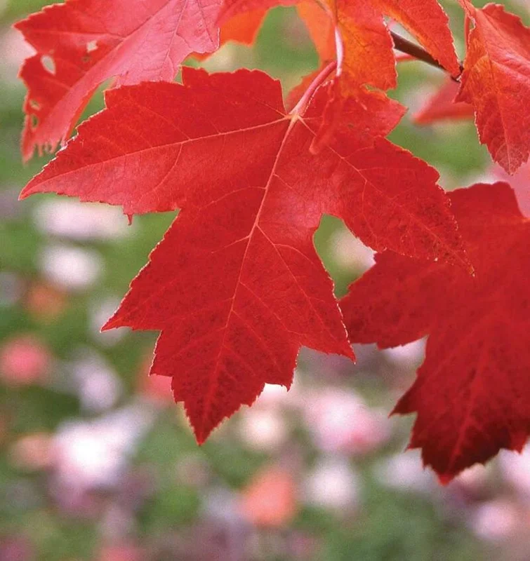 Red Maple Tree Live Plant – 1 Quart Pot, 6-12 in Tall, Deciduous Shade Tree - Image 2