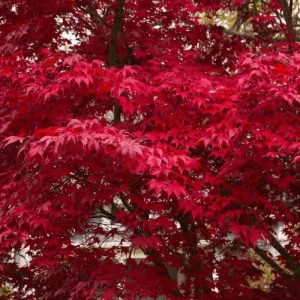 Red Maple Tree Live Plant – 1 Quart Pot, 6-12 in Tall, Deciduous Shade Tree - Image 3