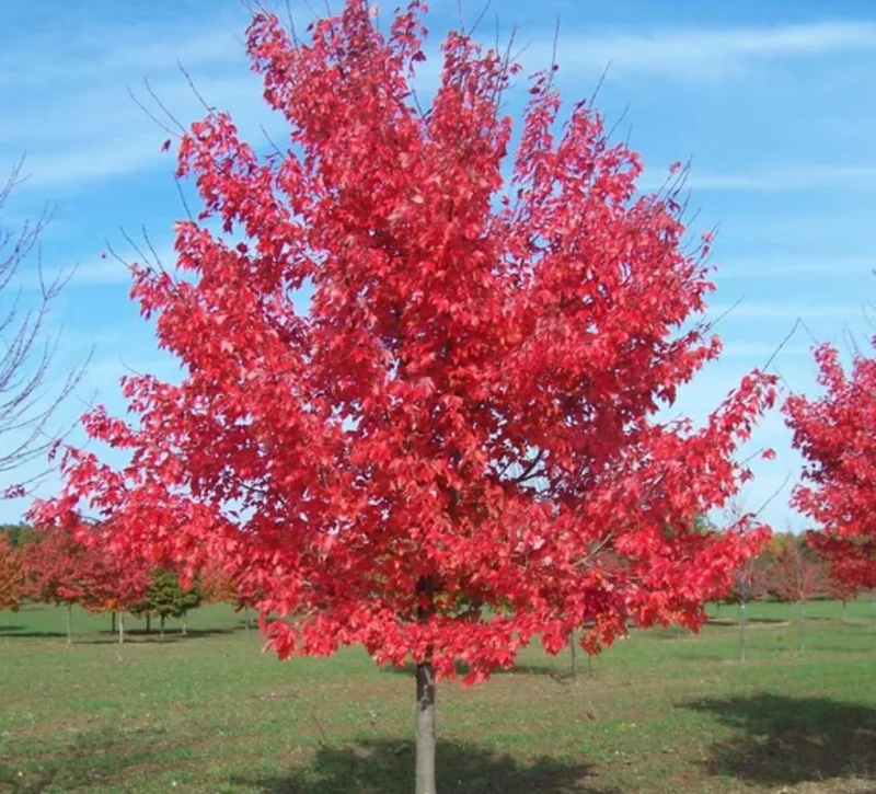 Red Maple Tree Live Plant – 1 Quart Pot, 6-12 in Tall, Deciduous Shade Tree - Image 4