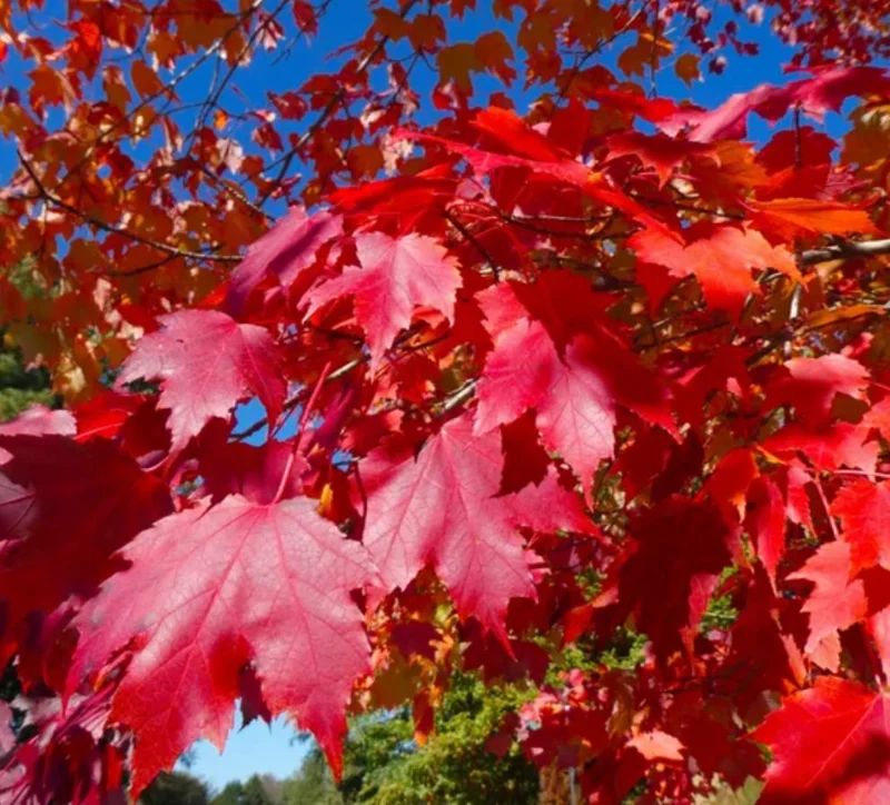 Red Maple Tree Live Plant – 1 Quart Pot, 6-12 in Tall, Deciduous Shade Tree - Image 1