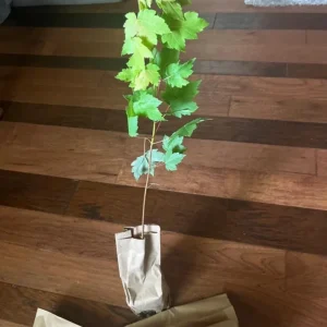 Red Maple Tree Live Plant – 1 Quart Pot, 6-12 in Tall, Deciduous Shade Tree - Image 5