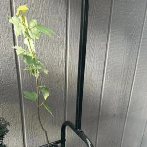 Red Maple Tree Live Plant – 1 Quart Pot, 6-12 in Tall, Deciduous Shade Tree - Image 6